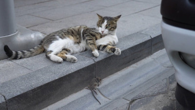 Kedi fareyi stres topu yaptı! Gümüşhane'de kaydedidi: İşte o görüntüler