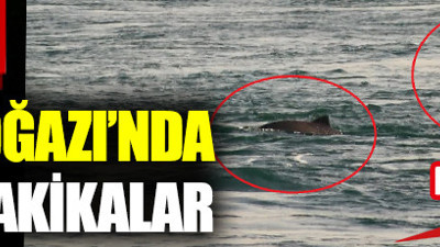 Yunuslar, İstanbul Boğazı'na geri döndü