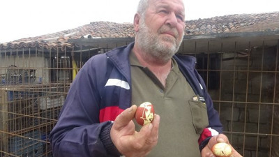 Çanakkale’de maydanozla beslediği tavuk, maydanoz desenli yumurta yumurtladı