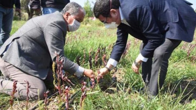 Yeni gelir kapısı oldu: Kilosu 350 lira