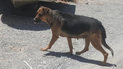Bodrum bu olayı konuşuyor! Köpeğin bulduğu parça polisleri şok etti