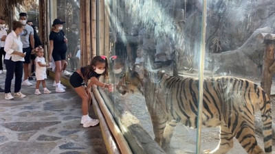 Galatasaray'ın "Kaplan" lakaplı yıldızı takımının sembolü "Aslan"a büyük ilgi