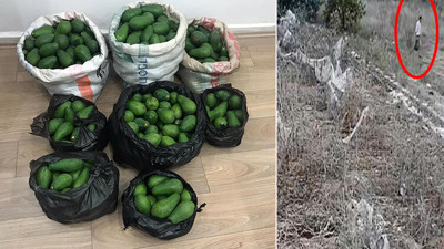 Antalyalı üreticilerin kabusu olmuşlardı! Avokado hırsızları yakalandı