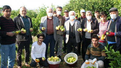 Mersin’de yatak limonu toplanmaya başlandı