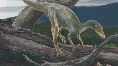 Çin'de kuluçkaya yatmış dinozor fosili bulundu