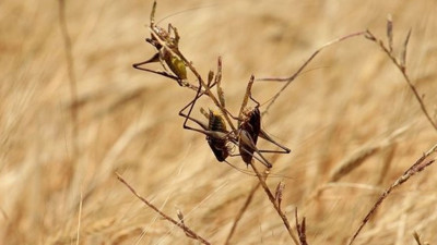 Birleşmiş Milletler çöl çekirgeleri için acil önlem çağrısı yaptı. Bir günde 35 bin kişiye yetecek gıdayı tüketiyorlar