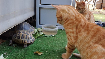 Kedi ve kaplumbağaların dostluğu içleri ısıtıyor