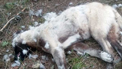 Sakarya'da 8 çoban köpeği can çekişe çekişe öldü. İsyan eden çoban soluğu savcılıkta aldı