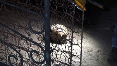 Antalya'da bahçede temizlik yaparken buldu. Karanlıkta çığlıkları ardı ardına bastı