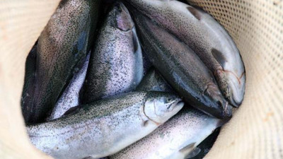 Fırat Nehri'nin somon balıkları 54 ülkeye ihraç ediliyor