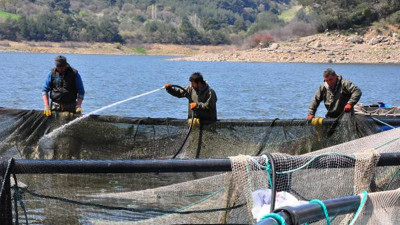 Manisa'nın baraj göletlerinden dünyaya balık ihracatı