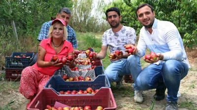Kısıtlamada erkenci nektarin hasadı sürüyor