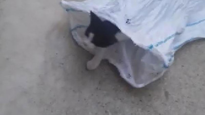 Kediyi çuvala koyup attılar