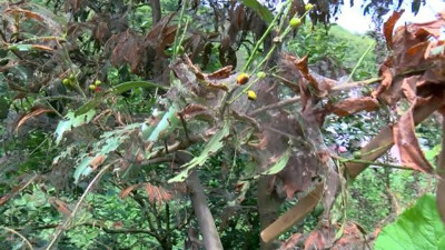 Beykozlu kabusu yaşıyor. Örümcek ağı gibi sardı. Her yeri istila etti