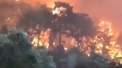 Kuşların çığlıkları yürekleri dağladı. Marmaris’te hayvanlar işte böyle ölüyor