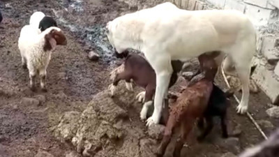 Çoban köpeği oğlakları emzirdi annelik yaptı