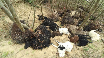 Artvin'de koyun ve kuzular ölüme atladı