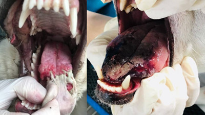 Bu tırtıl, köpekleri saatler içinde öldürüyor