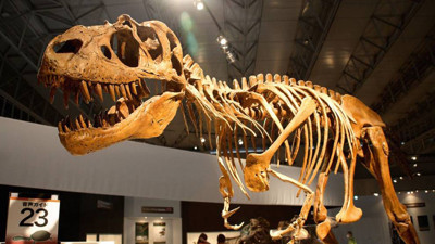 66 milyon yıllık dinozor fosili bulundu. Son dinozorlardan olabilir