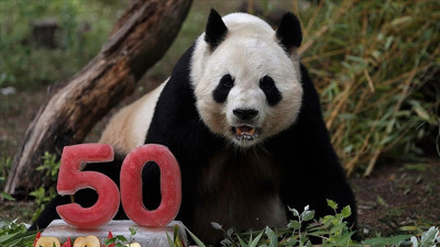 Baba Panda'ya doğum günü pastası