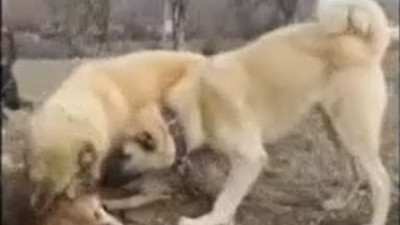 Kangal köpeği kurdu tek hamlede parçaladı