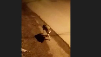 Van'da aç kalan kurt ilçe merkeze indi