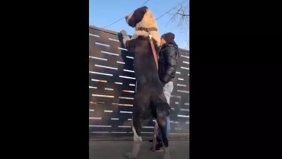 Sivas Kangalı'nın atası Alabay'ı görenler 'Bu nasıl köpek' diyor