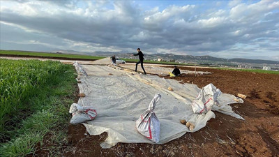 Depremzede çiftçiler, tütün ekimine başladı