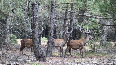 Kızıl geyikler mahkeme kararıyla kurtuldu