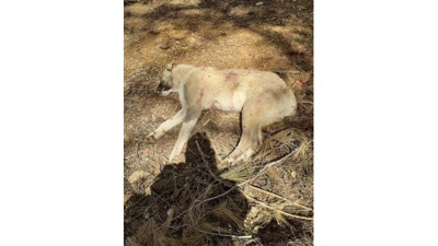 Çoban köpeklerini av tüfeğiyle vurup öldürdüler