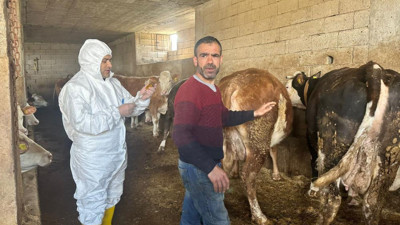 Siirt'te Şap Hastalığına Karşı Aşılama Çalışmaları Tamamlandı