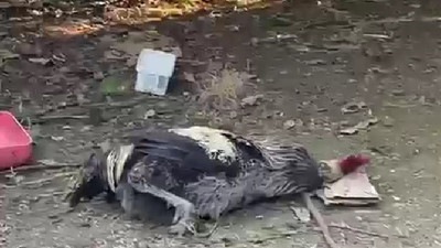 Öterken nefesi tükenen horoz bayıldı
