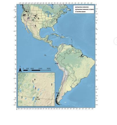 12 bin 400 yıl önce dikilmiş giysi: İnsanlık tarihinin en eski iğne izi ortaya çıktı - Resim: 12