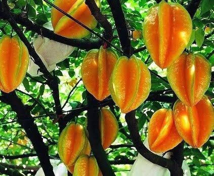Tanesi 280 liradan kapış kapış satılıyor: Dev hasat başladı - Resim: 2