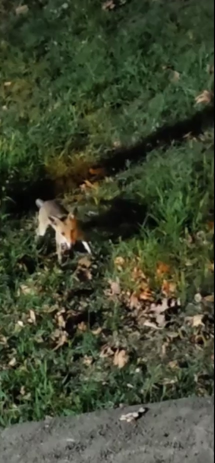 Tilki, kedi ve kirpi burun buruna geldi: Şehir merkezinde inanılmaz anlar - Resim : 2