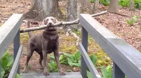 Köpeklerin intihar ettiği yer gizemini koruyor... Hayvanseverlerin kabus yeri - Resim: 7