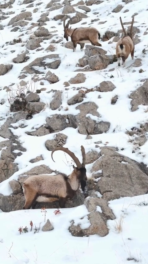 Binlerce metre yukarıda bir mucize: Beyaz örtüde iz bırakan doğal yaşam - Resim : 4