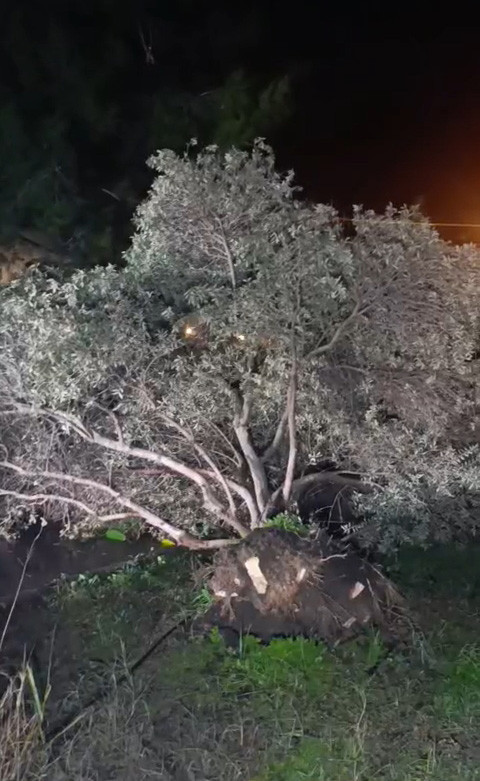 Turizm kentinde büyük yıkım: Milyonlarca lira zarar: Hortum seraları kağıt gibi yırttı - Resim : 6