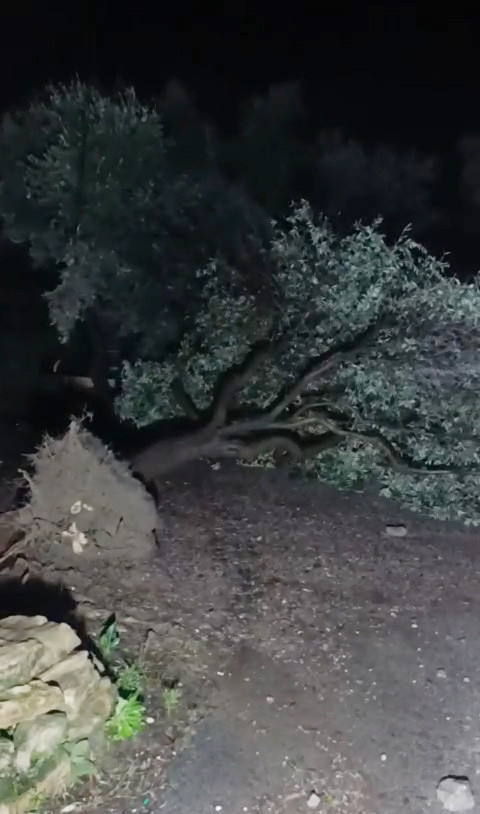 Turizm kentinde büyük yıkım: Milyonlarca lira zarar: Hortum seraları kağıt gibi yırttı - Resim : 5