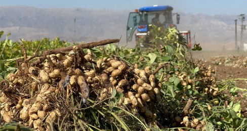 Rekolte üreticiyi memnun etti: Kilosu 100 liradan satılıyor - Resim: 15