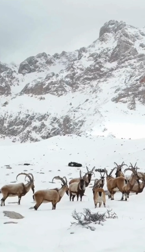 Binlerce metre yukarıda bir mucize: Beyaz örtüde iz bırakan doğal yaşam - Resim : 2