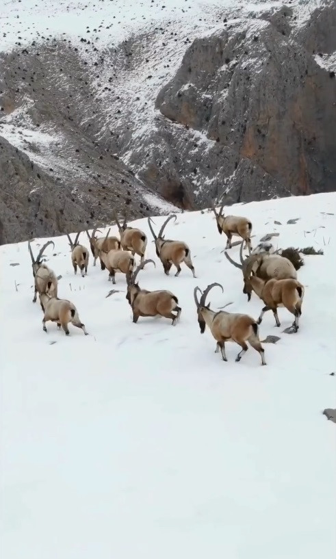 Binlerce metre yukarıda bir mucize: Beyaz örtüde iz bırakan doğal yaşam - Resim : 3
