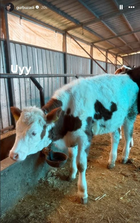 Yağmurda yürüyüş, doğayla buluşma: Aslıhan Gürbüz yine gündemde - Resim : 1