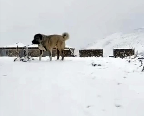 Rize’de eylülde sürpriz: Tahpur Yaylası'nı beyaz örtü kapladı - Resim: 5