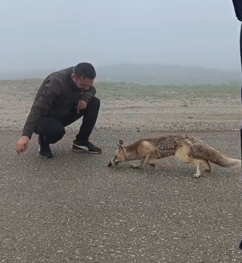 Yayla yolunda karşılaştıkları tilkiyi kekle beslediler: O anlar kamerada - Resim : 3