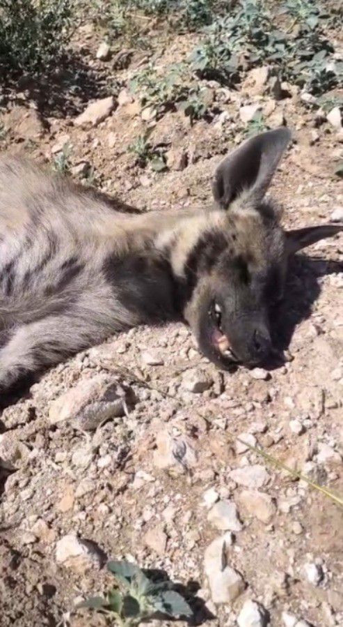 Şanlıurfa’da üzücü olay: Nesli tükenmekte olan çizgili sırtlan ölü bulundu - Resim: 6