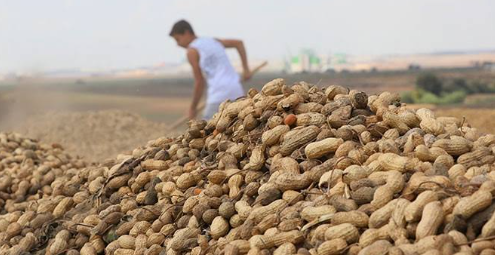 Rekolte üreticiyi memnun etti: Kilosu 100 liradan satılıyor - Resim: 14
