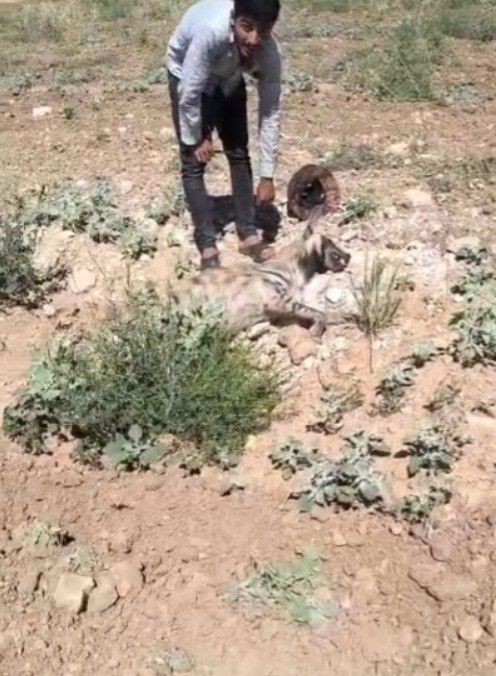 Şanlıurfa’da üzücü olay: Nesli tükenmekte olan çizgili sırtlan ölü bulundu - Resim: 8