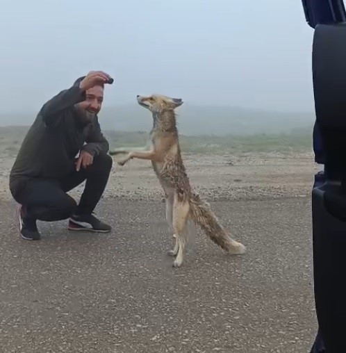 Yayla yolunda karşılaştıkları tilkiyi kekle beslediler: O anlar kamerada - Resim : 1