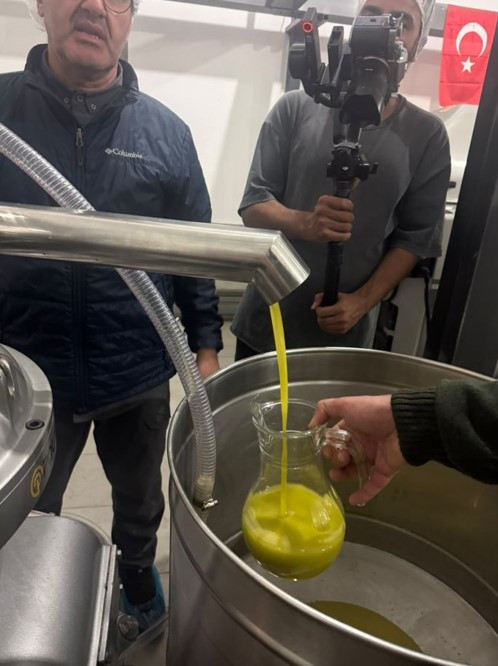 Zeytinin ağaçtan şişeye yolculuğu: Alçıtepe'de hasat festivali - Resim : 4
